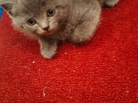 Acil sahiplendirilecek 2 aylık eğitimli kedimiz