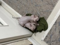 1.5 aylık dişi yavru sphynx