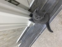 British shorthair yavru kediler