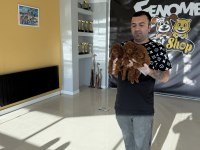 yılın en iyisi ret brown toy poodle özel ırk arayanlara 
