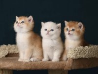 British shorthair ve longhair golden yavrular