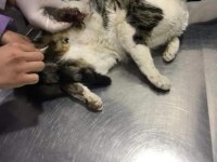 DEPREMZEDE KEDİ