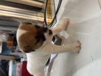 Orjinal jack russell 45 günlük oldular