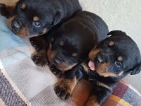 Sağlıklı Rottweiler Yavrularımız