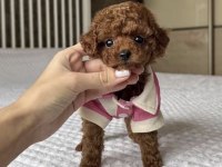 Toy Poddle Köpeği