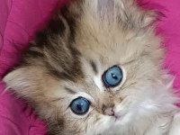 Biritish shortair british longhair safkan yavrular