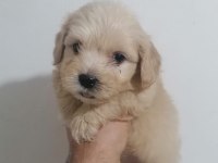 Maltipoo bebekler teslime hazır