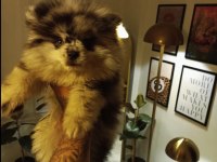 Pomeranian Blue Merle TR TEK