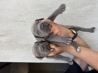 DEV Blue cane corso bebekler