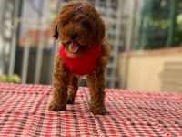 Safkan Red Brown Toy Poodle Bebekler