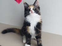 Değerini bilene özel XXL MAINE COON bebekleirm 