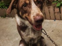 Köpeğimiz Acil Ücretsiz Sahiplendirme