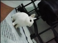 Netherland Dwarf Cüce Tavşan 1 Yaşında ve Tüm Eşyaları