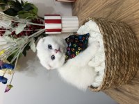 Yakışıklı scottish fold oğlan