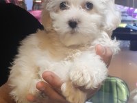 2,5 aylık maltipoo terrier
