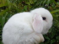 Mini lop tavşan yavruları