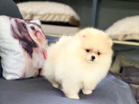 Pomeranian Çifliğinden Muhteşem Yavrular