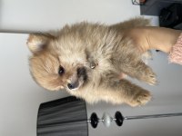 Dişi minik pomeranian