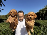 Toy Poodle Yavrularımız