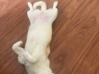 6 aylık köpeğimizin hemen hemen her eğitimi tam yavrumuz