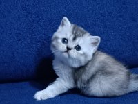 British shorthair