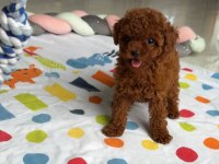 Minik Red Poodle Bebek