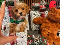 Tarçınlı kurabiye gibi poodle