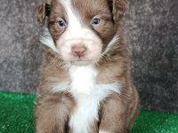 Border collie yavrularımız