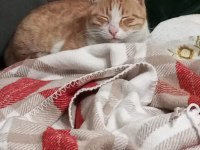 Cana yakın Behlül sokağa terk edilmiş bir ev kedisi