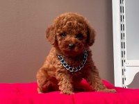 Safkan Toy Poodle Bebekler