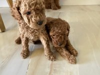Toy poodle bebekler