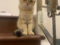 Scottish fold oğluşuma eş arıyorum
