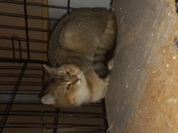 Yetişkin dişi erkek british shorthair
