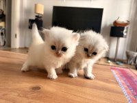 British Longhair Ve Scotish Longhair Yavrular Beyaz