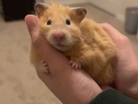 HAMSTER YAVRULARIMIZ YERİNDE VE HERYERE GÖNDERİM VAR