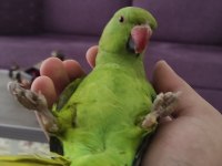 full set 9 aylık eğitime açık pakistan papağanımız