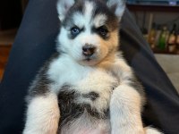 Mavi Gözlü Husky Yavruları