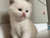 British longhair ve scottish shorthair bluepoint yavrular