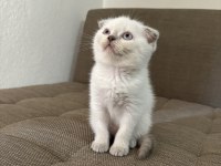 Blue point british shorthair kızımız