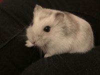HAMSTER-GONZALES YAVRULARIMIZ HERYERE GÖNDERİM