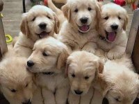 Golden Retriever Yavrular İçin Ulaşabilirsiniz
