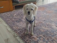 Maltese terrier köpeği