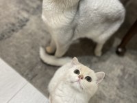 3 Aylık British Shorthair Eşsiz Renk