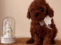 Dişi Toy Poodle