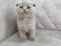 Minik kutup ayısı bebiş british shorthair
