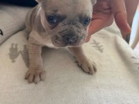 French bulldog yavrumuz