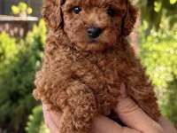 Red Toy Poodle Erkek