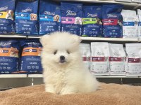 Orjinal ırk ve sağlık garantili pomeranian boo yavrularımız