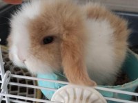 Hollanda lop yavru tavşan