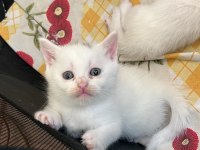 Pamuk scottish fold kardeşler